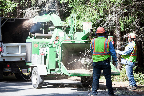 How Our Tree Care Process Works  in  Raymond, IL