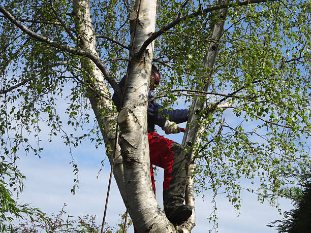 Best Arborist Consultation Services  in Raymond, IL